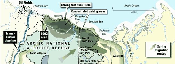 Caribou Herd Arctic National Wildlife Refuge