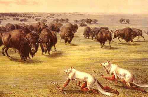 mobility led to hunting buffalo & war parties buffalo provided many basic needs family structure-