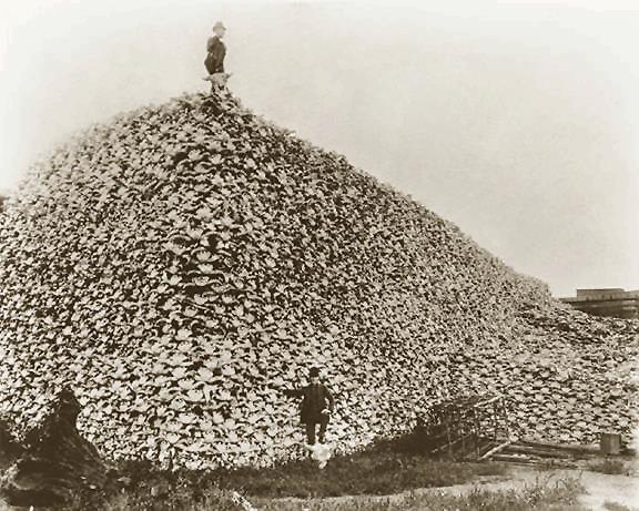 Buffalo droppings- used as fuel and burned Hunting 1. Piskin method- funneling buffalo together in a V to kill or drive them off cliffs 2.