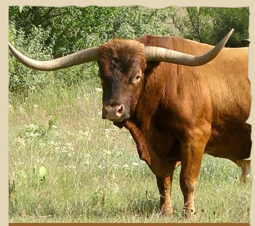 Cattle & Cowboys Cattle & horses flourish as buffalo disappear longhorns- breed of cattle