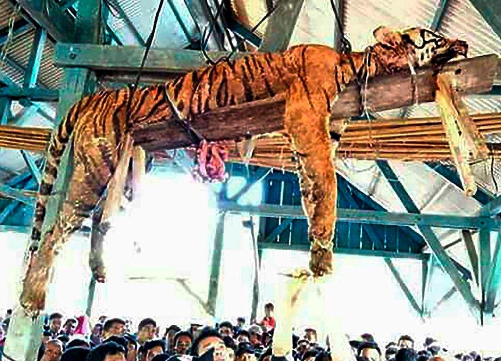 Villagers gut organs of Sumatran tiger - Villagers in a remote Indonesian community disemboweled a critically endangered Sumatran tiger and then hung the big cat from a