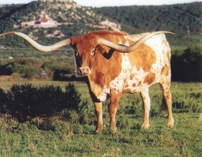 From Kansas the longhorns were shipped by train to the slaughter houses in