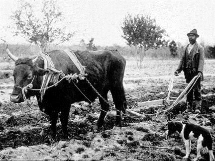 This sharecropper plowing his field in 1901 would have been disenfranchised by poll taxes and