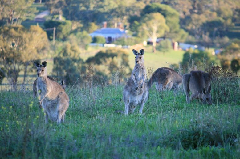 Ecology Dr Daniel Ramp on. We are hopeful that Bathurst Regional Council will act on this advice and stay strong in light of repeated calls to kill the kangaroos on the mount.
