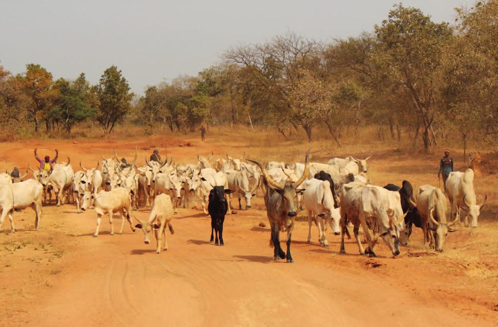 Recently purchased cattle being moved from Kampani market to Bashar, Wase Local Government Area (LGA), southern Plateau State, December 2016.