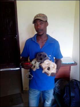 A chimp killer was arrested in Belabo East for shooting, butchering and selling the remains of Moon - an orphaned chimpanzee taken care of by the Sanaga Yong Sanctuary.