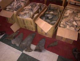 They were stopped in the airport with about 80 kg of shark fins. Arrest of 2 wildlife traffickers in Oyem with 6 ivory tusks, a leopard skin and an African golden cat.