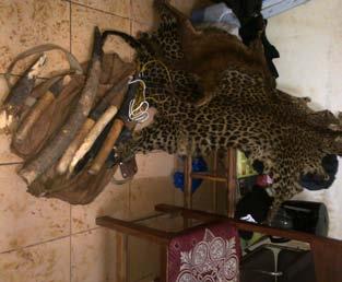 Several missions were carried out in Haut-Ogooue and in Bitam. Ivory, leopard and African golden cat skins, 2 arrested. Guinea Conakry GALF Bushmeat trafficker arrested in Kindia.