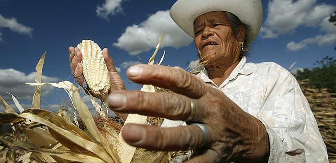 NAFTA: Freer trade in corn displaced farmers