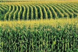 of Corn (wheat, oats, barley), while Conservatives (Tories, Lords and farmers) wanted to keep prices high and protect local farmers.