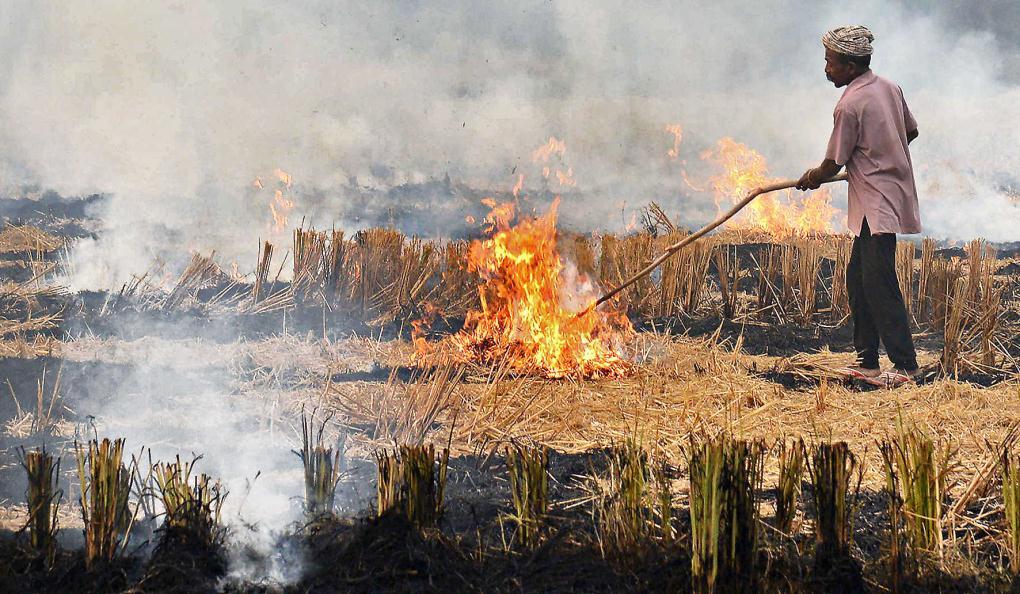 Punjab government faces heat over stubble burning With harvesting of paddy in full swing, farmers have already started burning crop residue as they prepare their farms for the upcoming rabi crop.