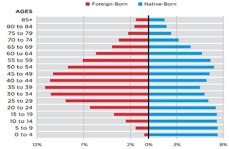 Outsized role in labor force Percentage of the Population in Each Age Distribution, 2010, Foreign-Born and Native-Born Immigrants make up 16.5% of the labor force, more than their share of population.