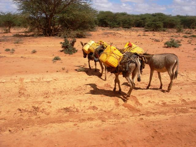 PENHA Women s Economic Empowerment Program Pastoral Areas of Somaliland - A Photo-Essay (December 2009) Donkeys carrying water on the road to Xayndanle.