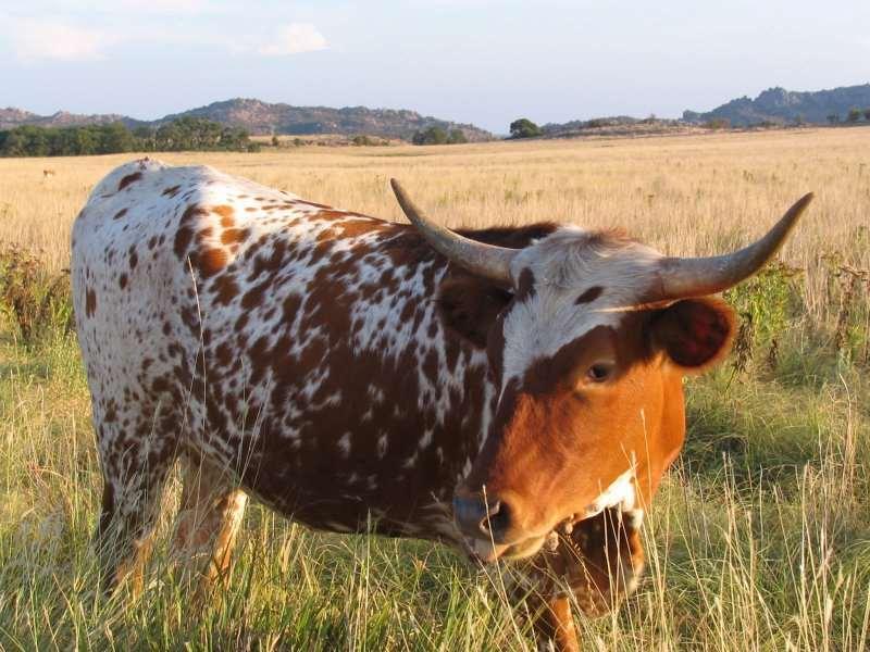 A Longhorn steer that cost $4 in Texas