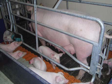 with Temporary Crating or Farrowing