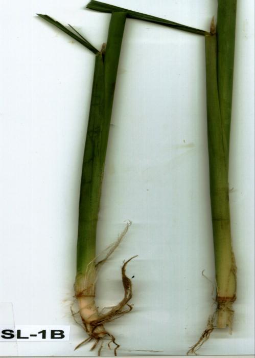 Ang anthers ng SL-1B ay madilaw-dilaw at normal na bumuka at magpalabas ng semilya (pollen grains). Ang pagtubo ng semilya nito ay may 90-100% fertility.