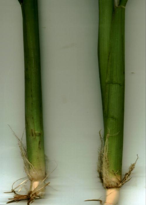 The stigma of SL-8R is observed as white and light green color. The panicles of SL-8R is completely exerted. The panicles are intermediate compact with heavy secondary branches.