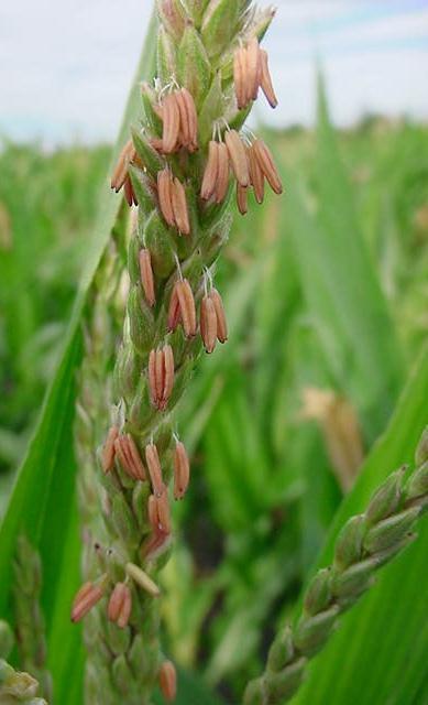 Tassel: Density of Main Axis: Sparse (3) l. Tassel: Length of Main Axis Above Highest Side Branch: Medium (5) m. Anthocyanin Color of Nodes: Absent/Very weak (1) n.