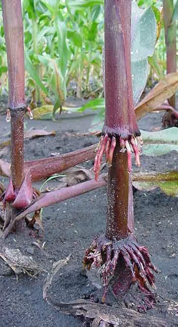 Anthocyanin Color of Sheaths: Medium (5) Other characteristics include resistance to bacterial stalk rot, northern leaf blight, southern leaf blight, gray leaf spot and viruses; also has moderate
