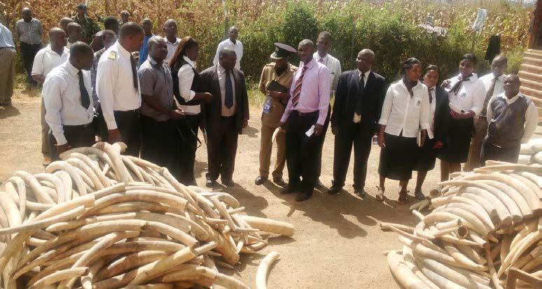 MALAWI 781 pieces of ivory seized The Malawi Customs Officers seized 781 pieces of Ivory whose value was approximately estimated at US$158 400 on 31st May 2013.