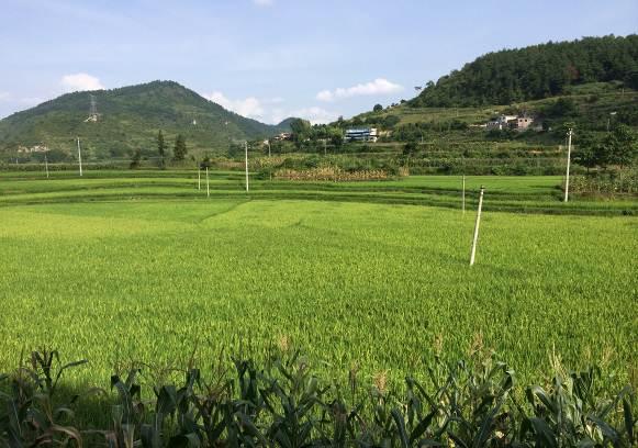 area Paddy rice and corn