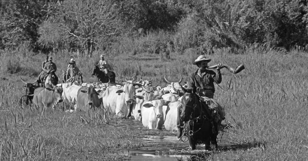 CREDIT: CI / Haroldo Castro Local ranchers herding cattle in the Pantanal, Mato Grosso State, Brazil.
