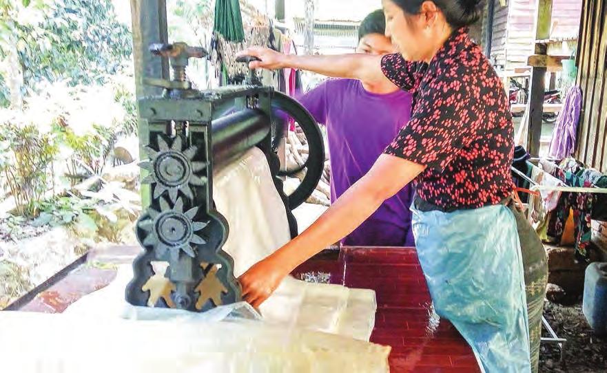 LOCAL BUSINESS Rubber export target raised this fiscal year By May Thet Hnin Workers rolling raw rubber into sheets before drying in the sun.