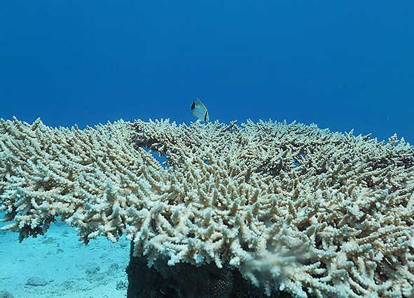 Acidity rise: coral reefs at risk of dissolving - Coral reefs could start to dissolve before 2100 as manmade climate change drives acidification of the oceans,
