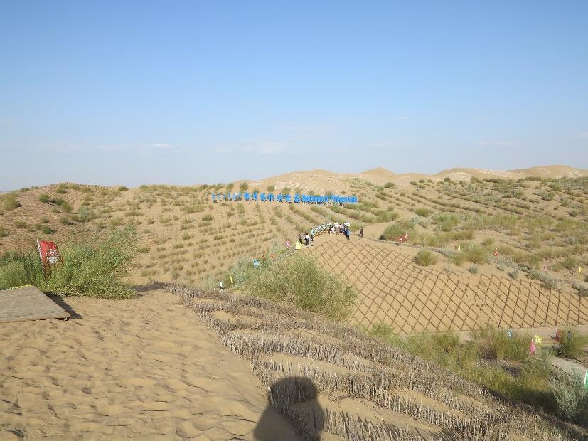 The Chinese government has put lots of work and efforts to combat desertification with tree plantings in and around the deserts.