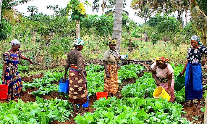 Topic Four: Reducing the Gender Gap in International Agriculture Women comprise, on average, 43% of the agricultural labor force in developing countries, yet they scarcely receive equal access to