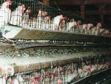 Law Commission on preventing cruelty to poultry Lack of hygiene and cruelty towards birds (poultry), Such as confining them in battery cages, Impacted those who consume meat or eggs.