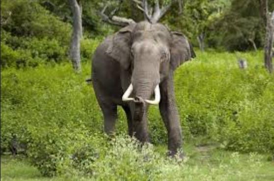 Kameng Elephant Reserve is an 1,894 km2 (731 sq mi) Elephant Reserve established 19 June 2002 in the Himalayan