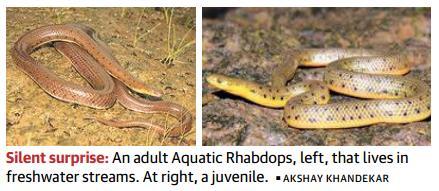 Continue Page-1- Western Ghats throw up a new snake When new species of earthworms and frogs have been discovered from the Western Ghats this year, can