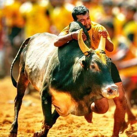 jallikattu events Making a mockery of even well laid out plans.