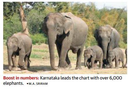 Continue Page-1- India has 27,312 elephants, census shows While numbers are lower than in 2012, previous counts Estimate, derived from the sighting-based direct count method alone, will be confirmed