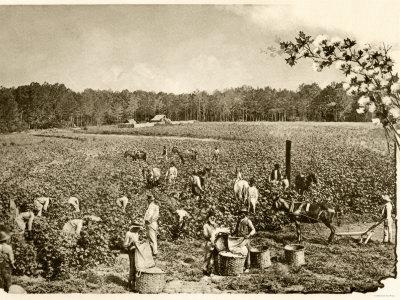 FARMS TO THE CITY Industrialization & innovations in farming spread quickly throughout the country plows, reapers, powered tools cut the need for hired hands on farms/ plantations w/o work, former