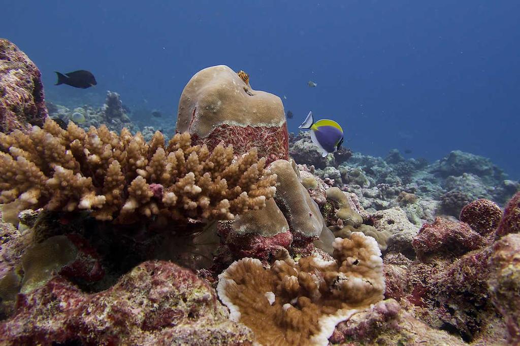 Bleaching is not new in Indian reef systems; the bleaching event of 2010 killed patches of corals in several reefs off