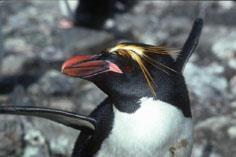Agreed Measures for the Conservation of Antarctica Flora and Fauna (1964) Pioneering laws protecting