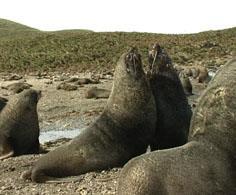 Convention on the Conservation of Antarctic Seals (1972) This Convention bans the killing