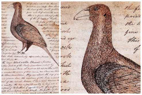 14 A drawing of a sage grouse from the winter of 1805-1806 from