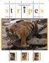 s t r i e s GOVERNMENT OF INDIA NEW INITIATIVES WILDLIFE TRADE TIGER RESERVES WILDLIFE CRIME MANAGEMENT MEF MESSAGE