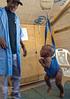 At the IRC-run Treguine Camp health centre in Chad, a lively young Sudanese refugee is being weighed.
