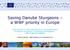 Saving Danube Sturgeons a WWF priority in Europe